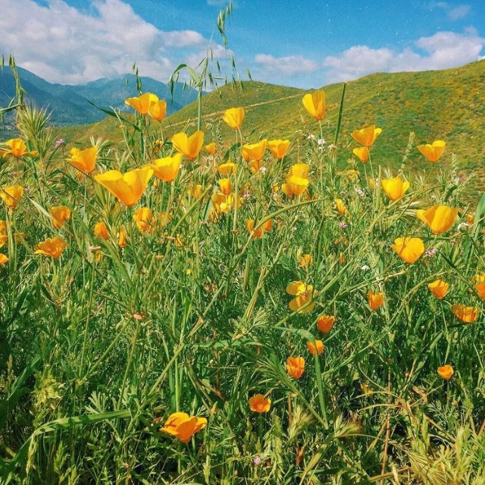 Meet your Posher, Autumn